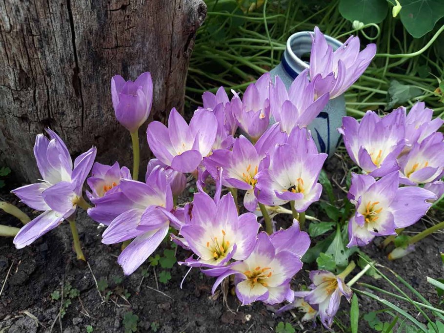 Колхикум безвременник