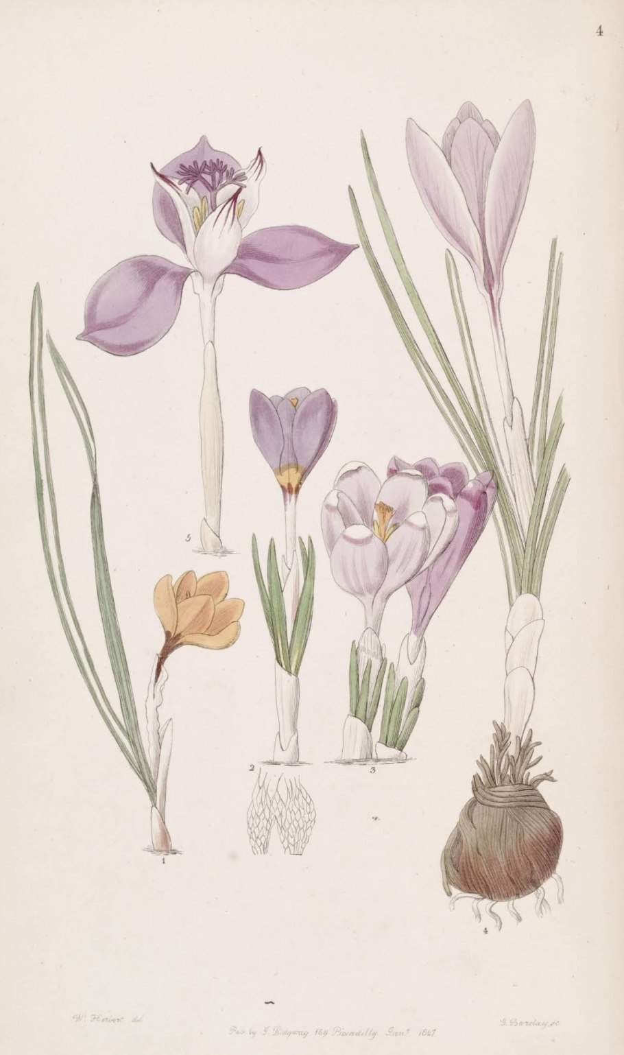 Крокус безвременник Шафран