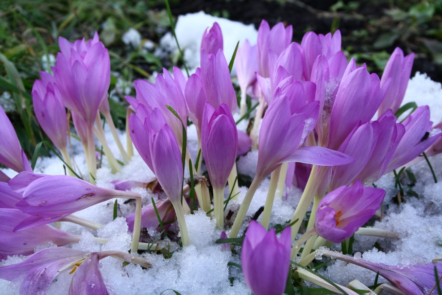 Безвременники Фомина