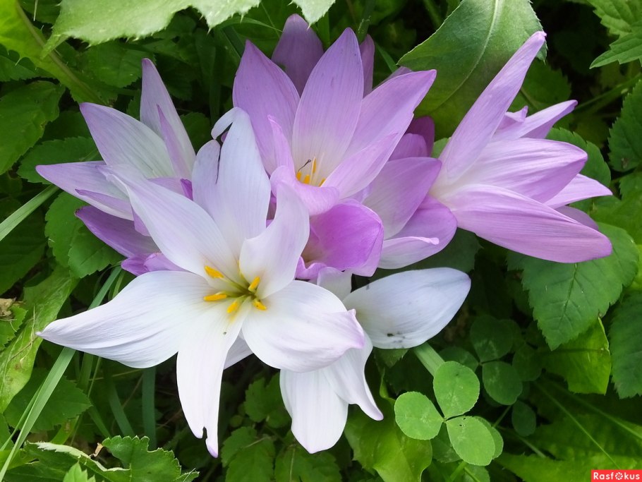 Крокус осенний безвременник