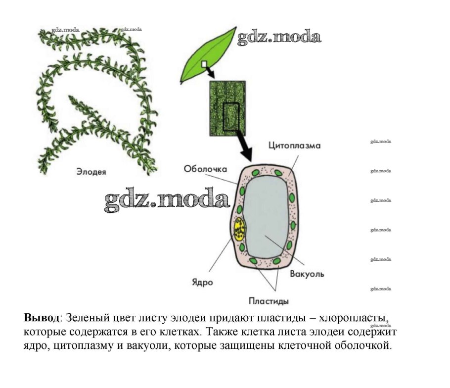 Клетки листа элодеи