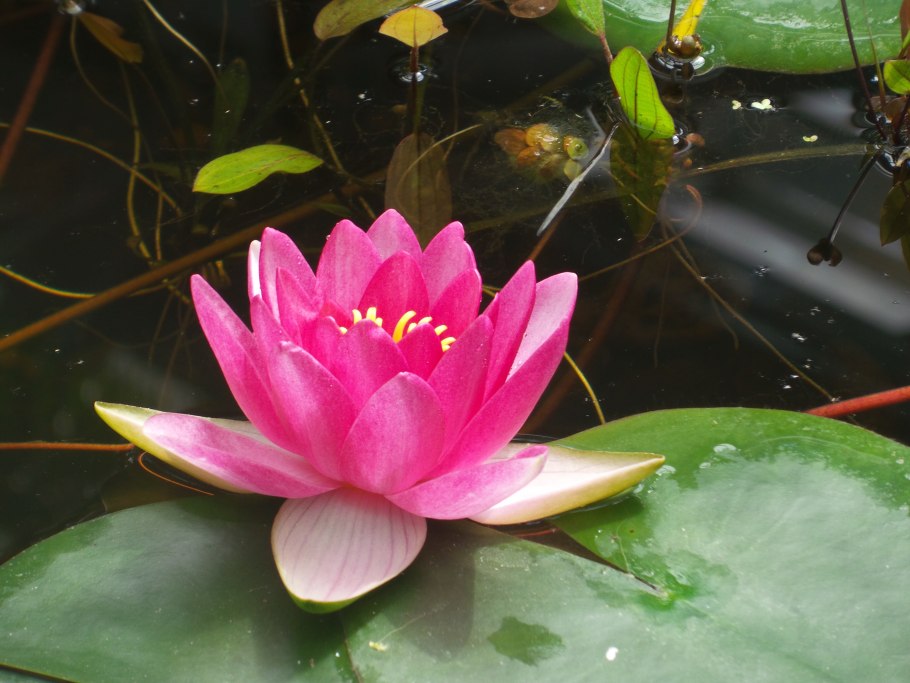 Лотос гидрофит