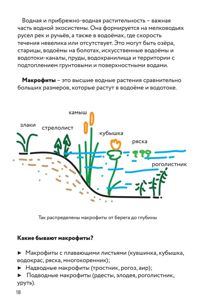 Глубина корневой системы