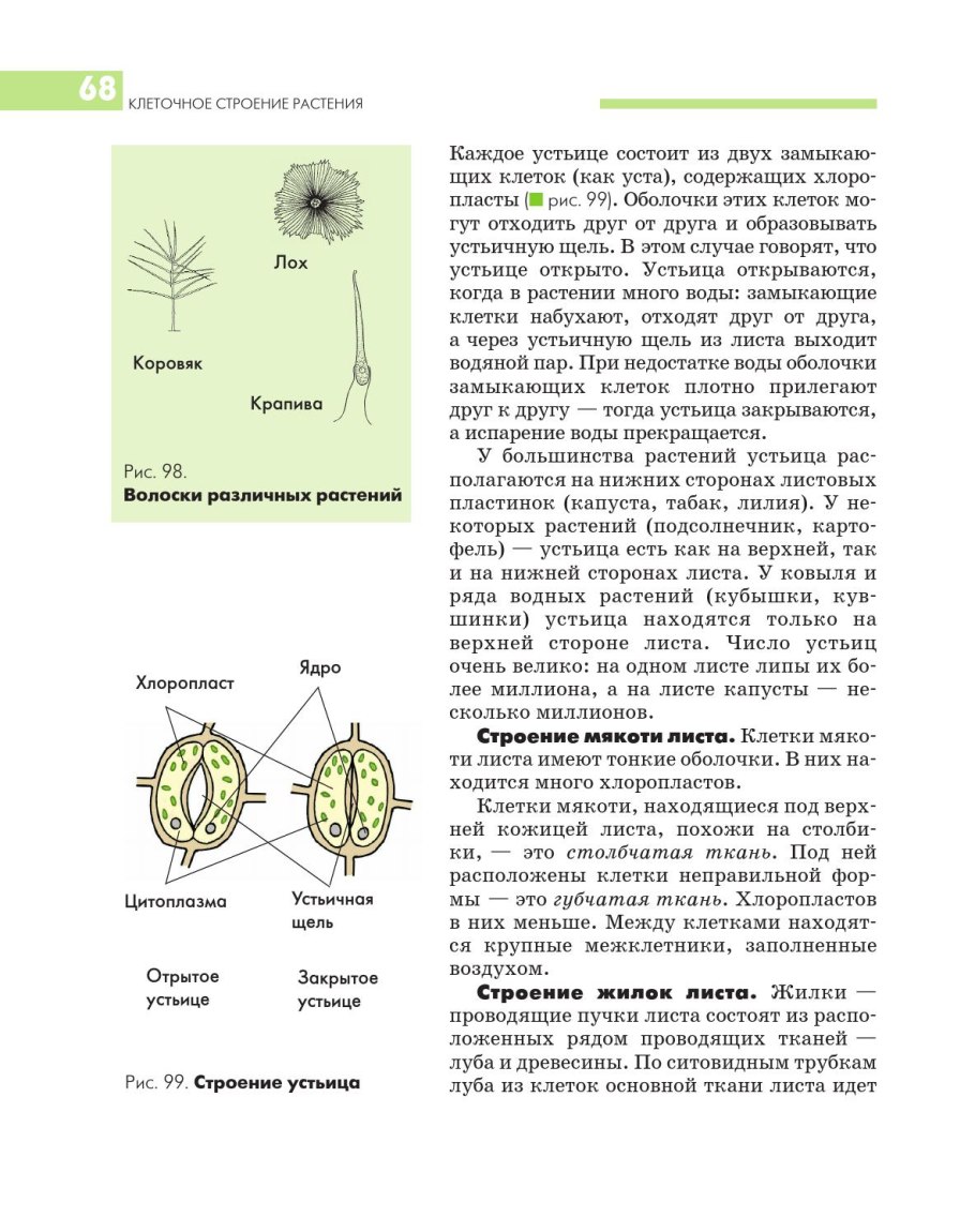 Устьица растений расположены