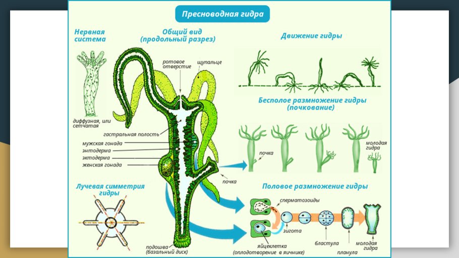 Растения красной книги кувшинка белая