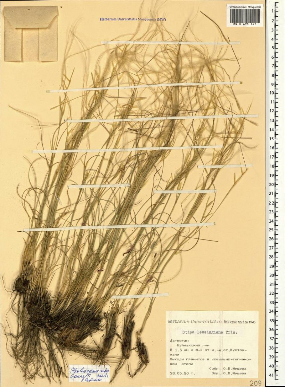 Ковыль Залесского – Stipa Zalesskii Wilensky