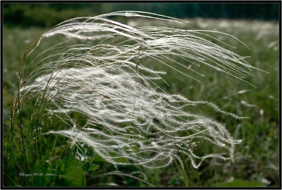Ковыль перистый (Stipa pennata)