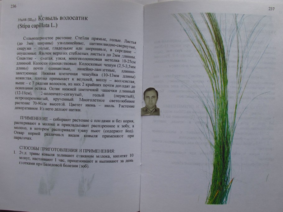 Лессинга - Stipa lessingiana