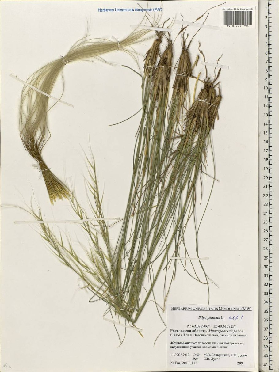Ковыль Сарептский (Stipa sareptana)