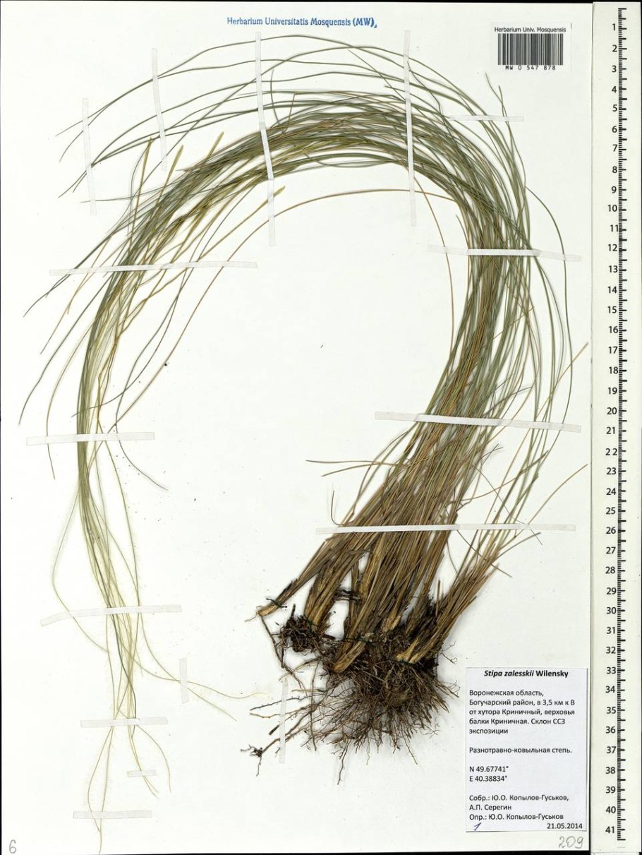 Ковыль Залесского Stipa Zalesskii