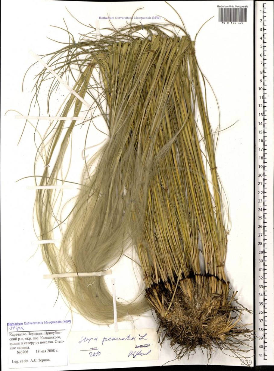 Stipa Rubens ковыль