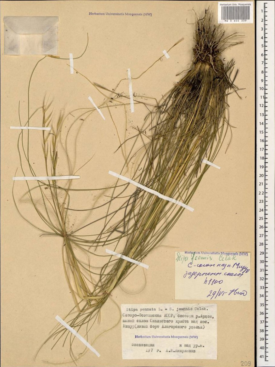 Ковыль перистый (Stipa pennata)