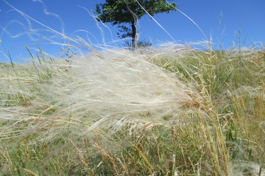 Ковыль Stipa tenuissima