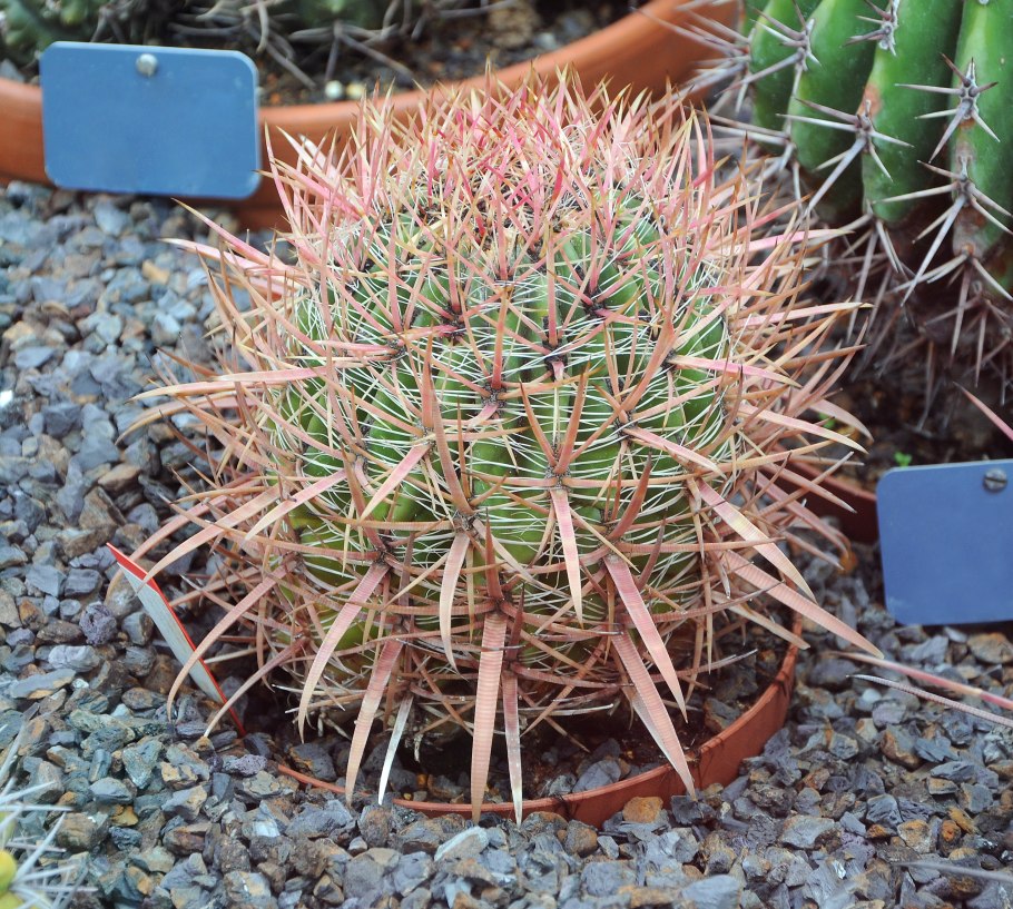 Ferocactus Грацилис