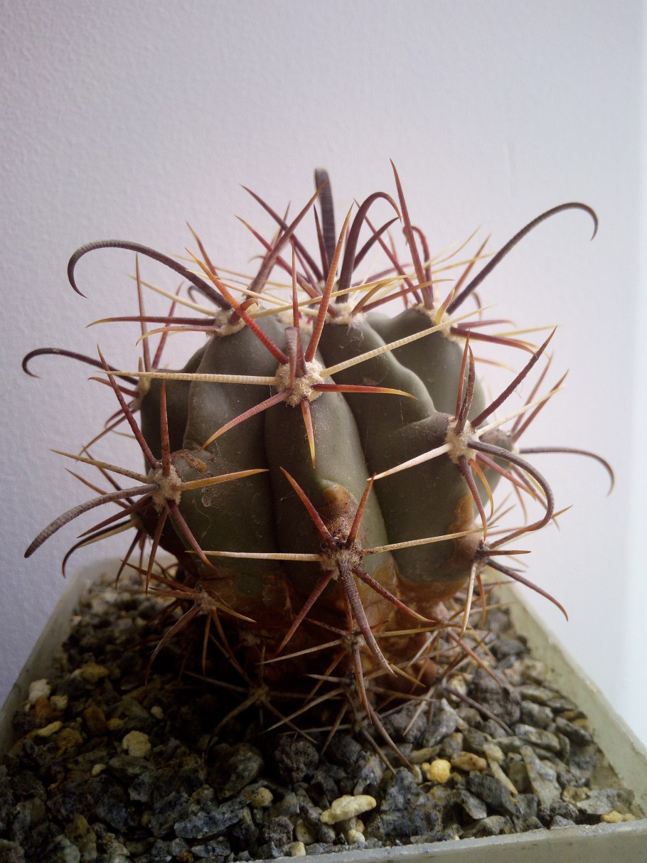 Ферокактус Грацилис Колоратус