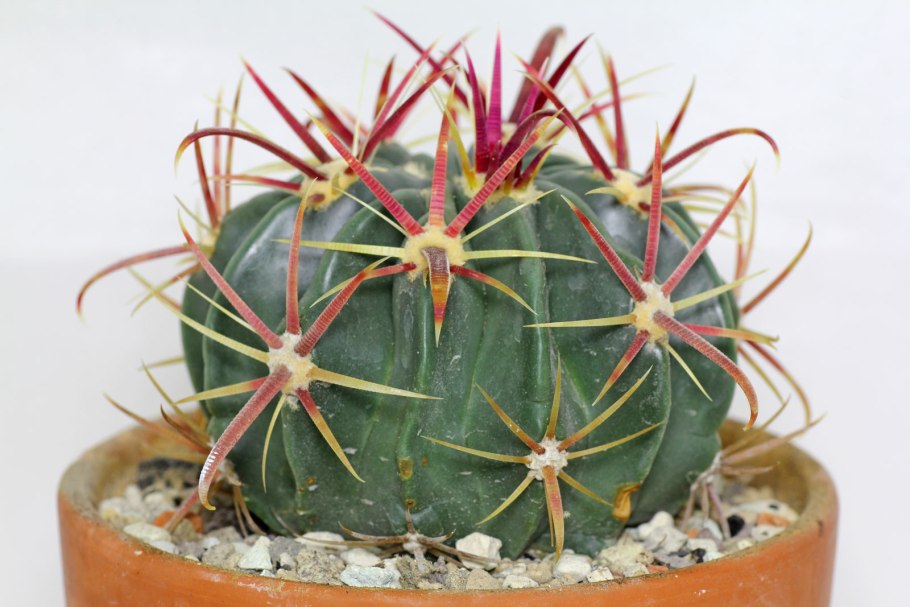 Ferocactus californicus