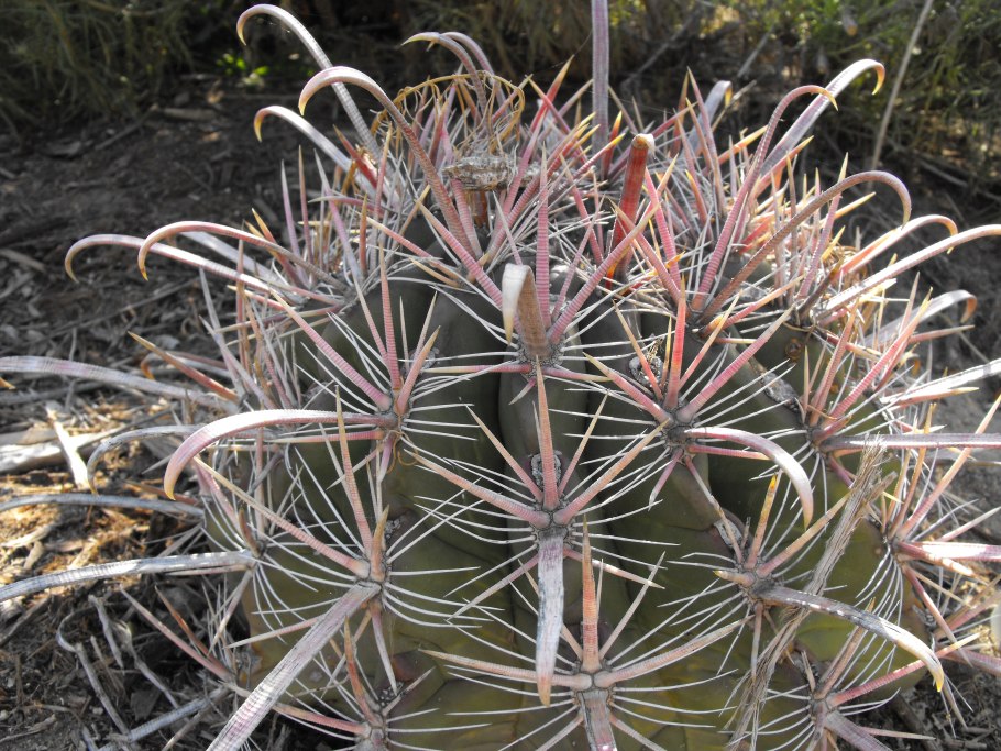 Ferocactus gracilis