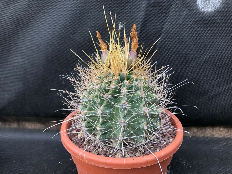Ферокактус колючий