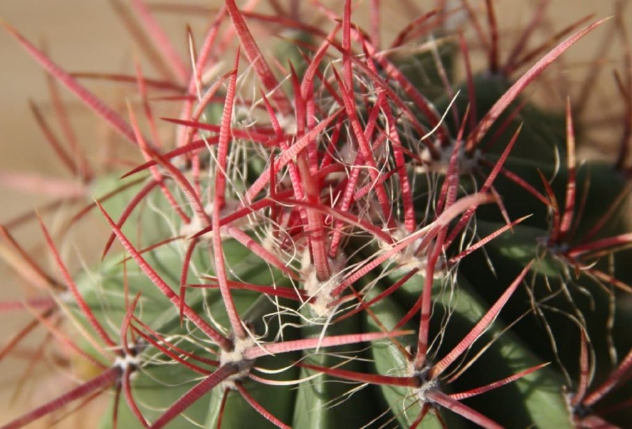 Ferocactus coloratus