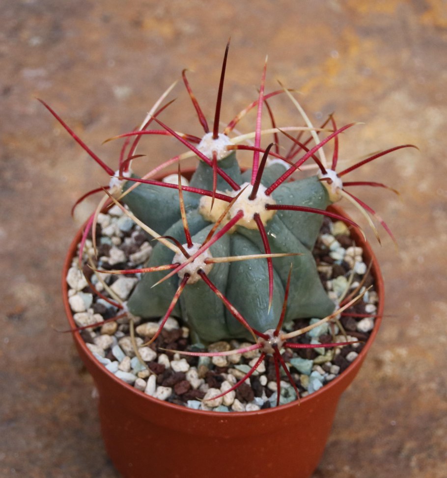 Ferocactus horridus