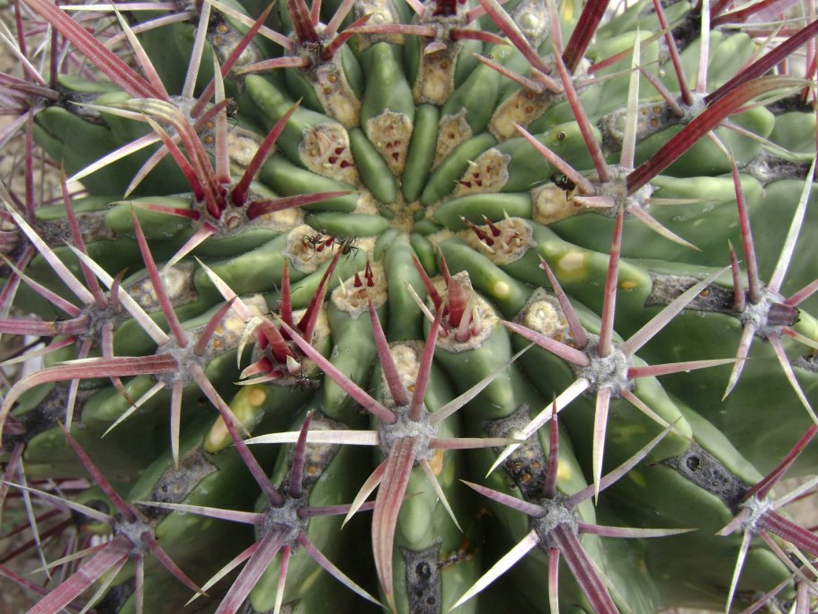 Ferocactus wislizenii