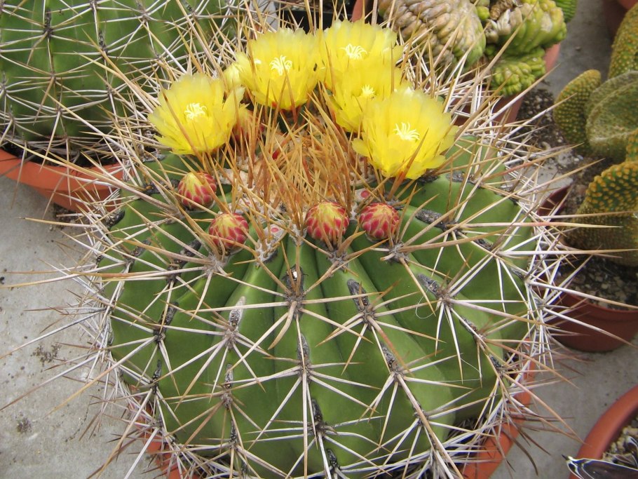 Ferocactus coloratus