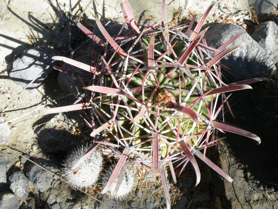 Ferocactus Acanthodes Дьявольская игольчатая подушка
