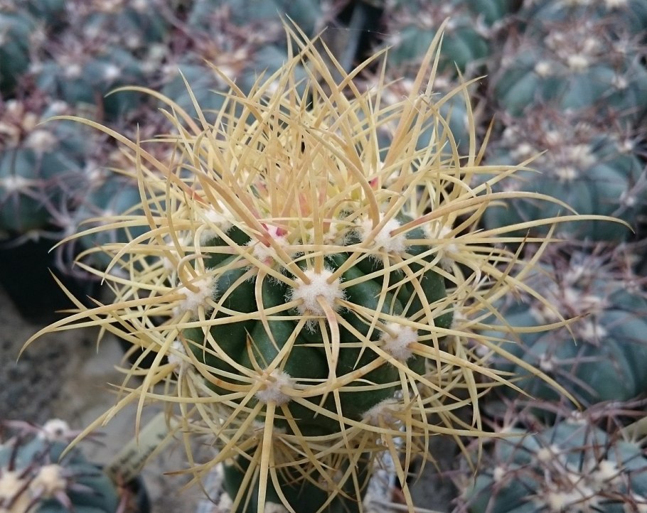 Ферокактус Пенинсула