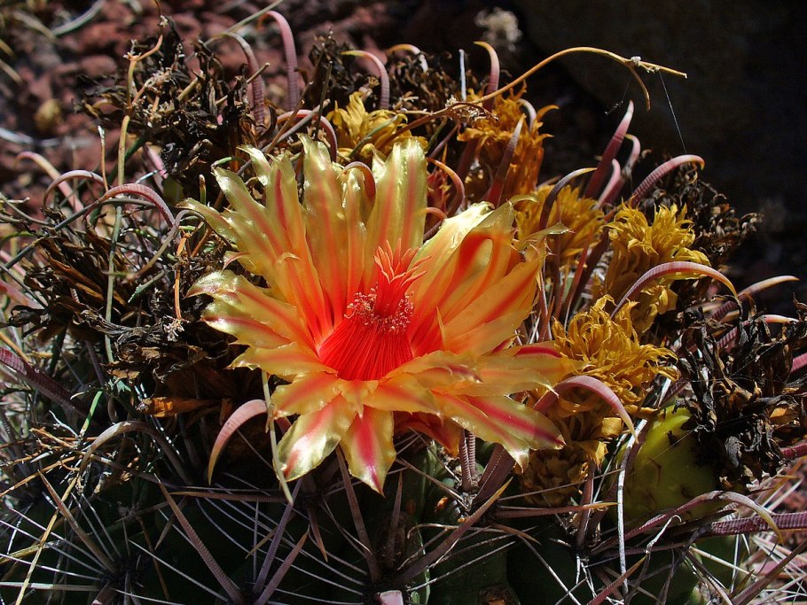 Flowers of Ferocactus