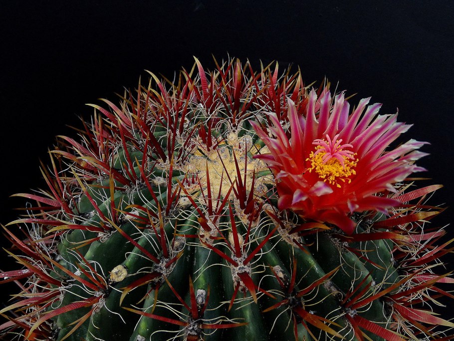 Ферокактус Херрера