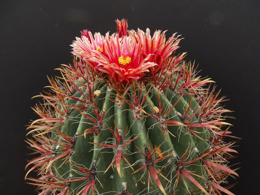 Ferocactus gracilis