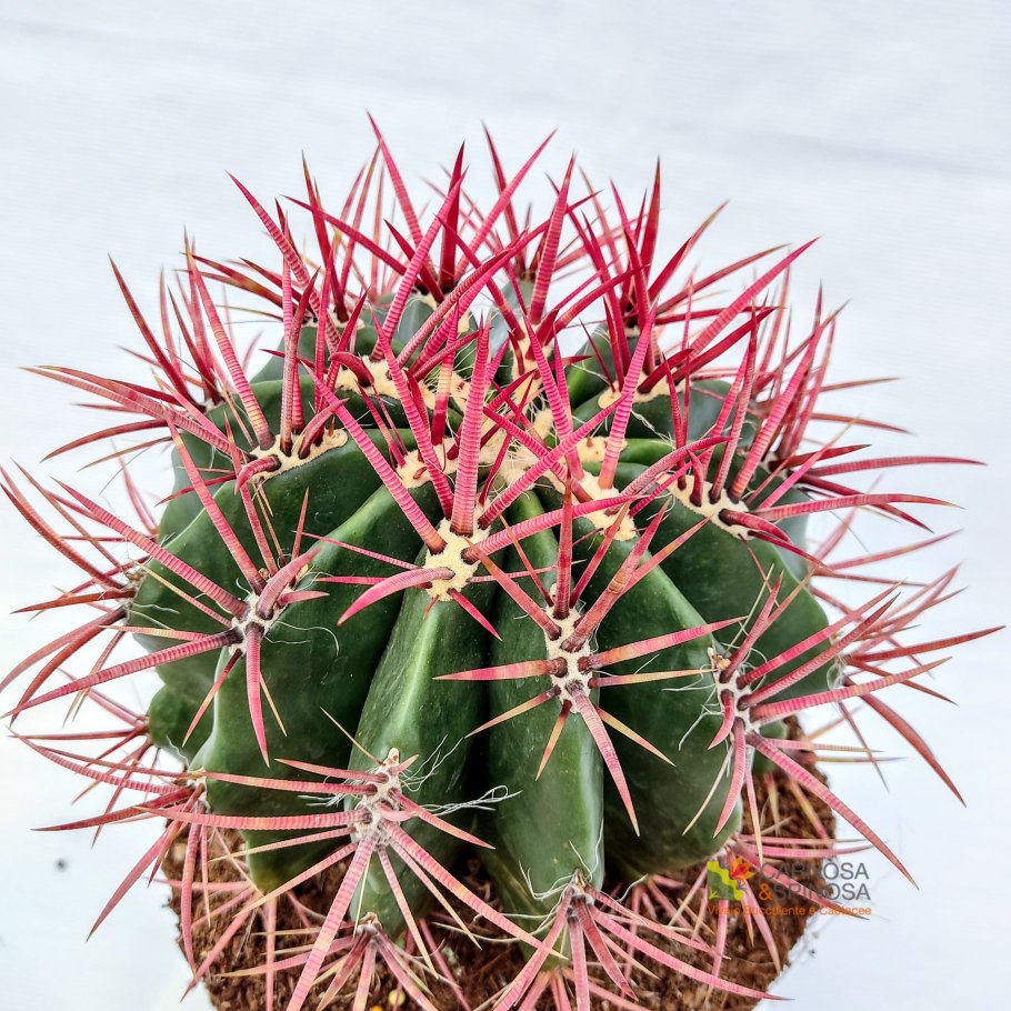 Ферокактус Пенинсула