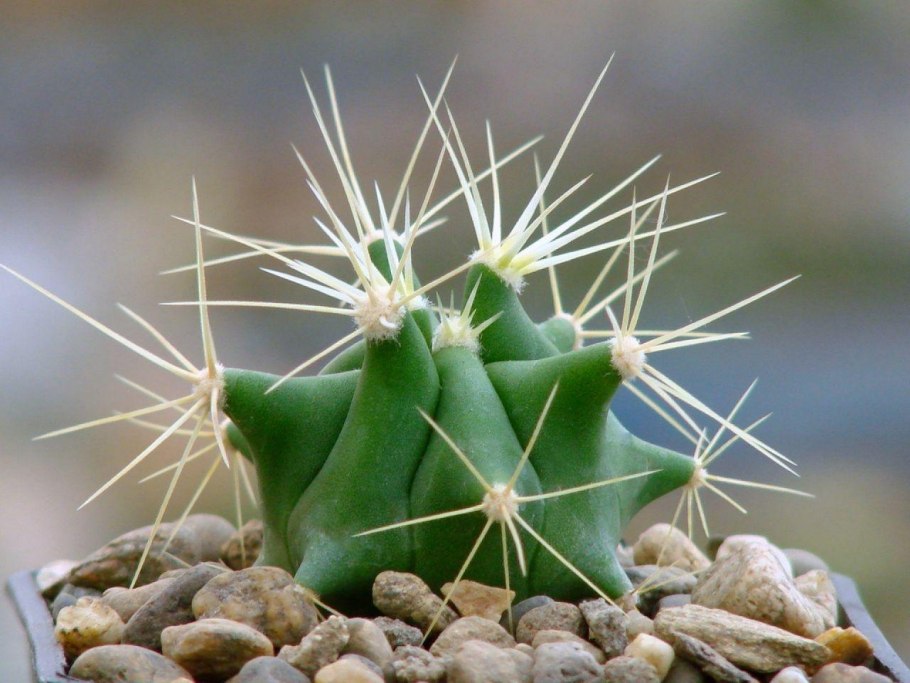 Ferocactus viridescens littoralis