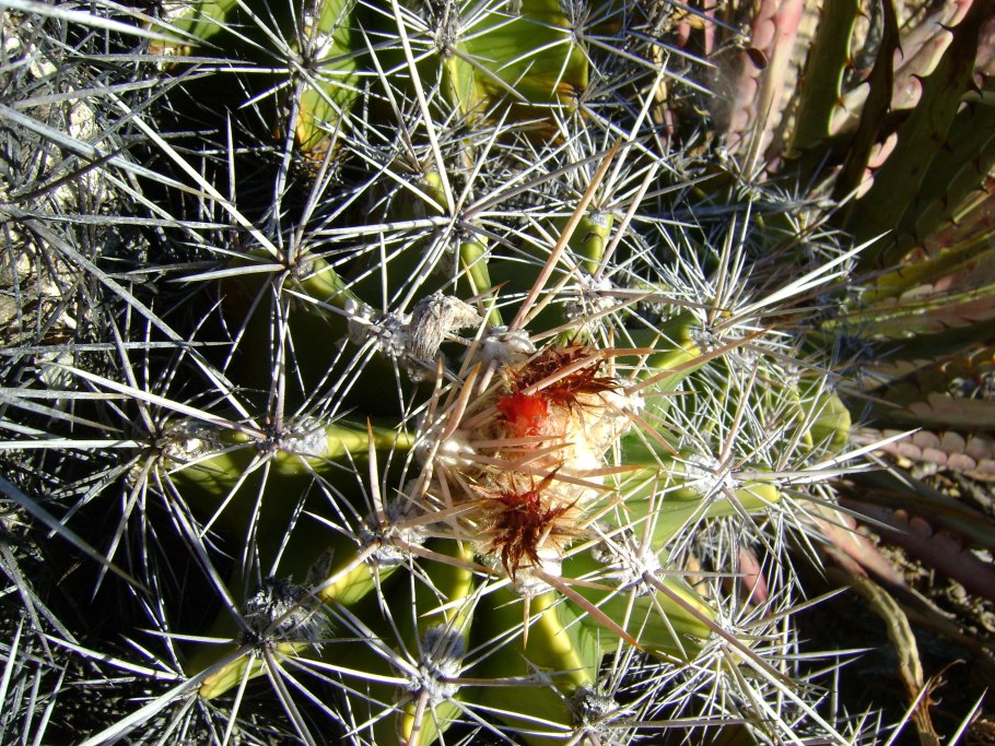 Кактус Ferocactus latispinus