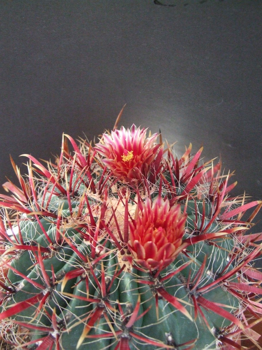 Ferocactus coloratus