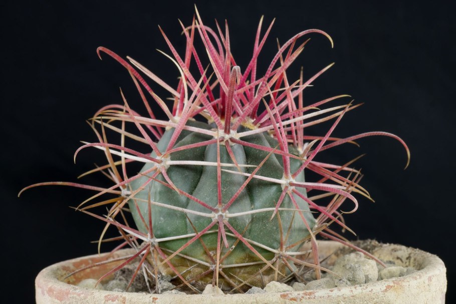 Ferocactus tiburonensis