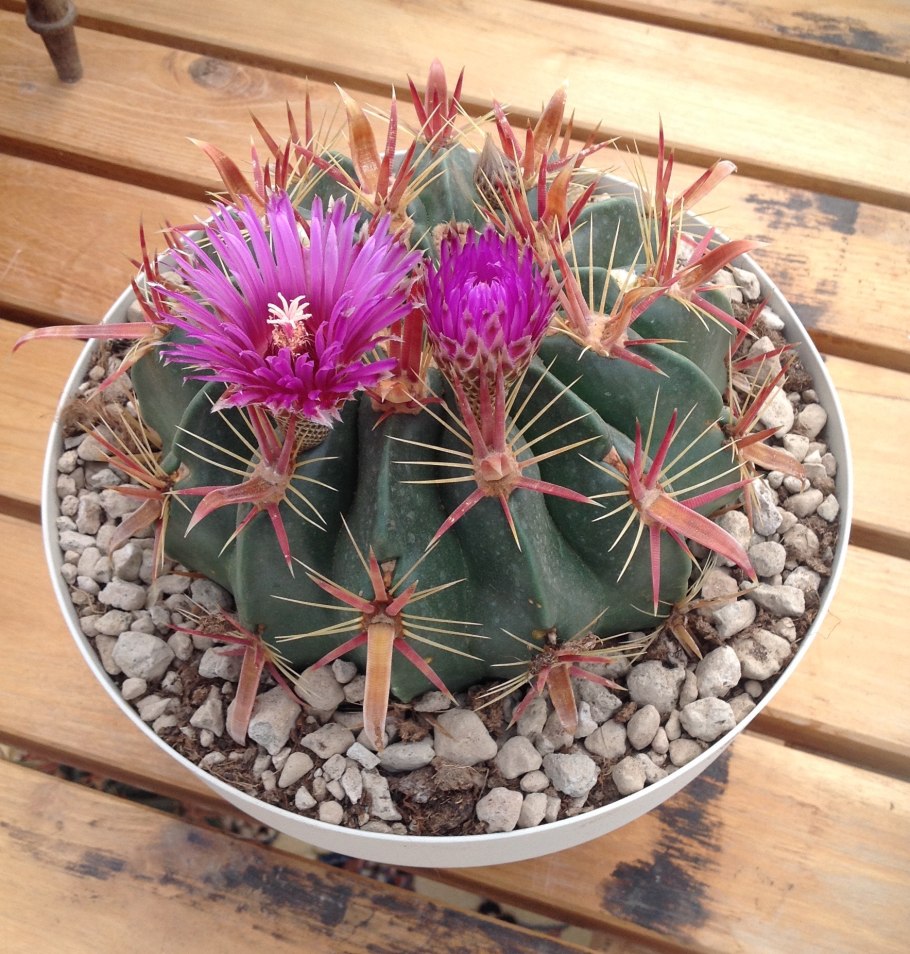 Ferocactus latispinus Rus-174
