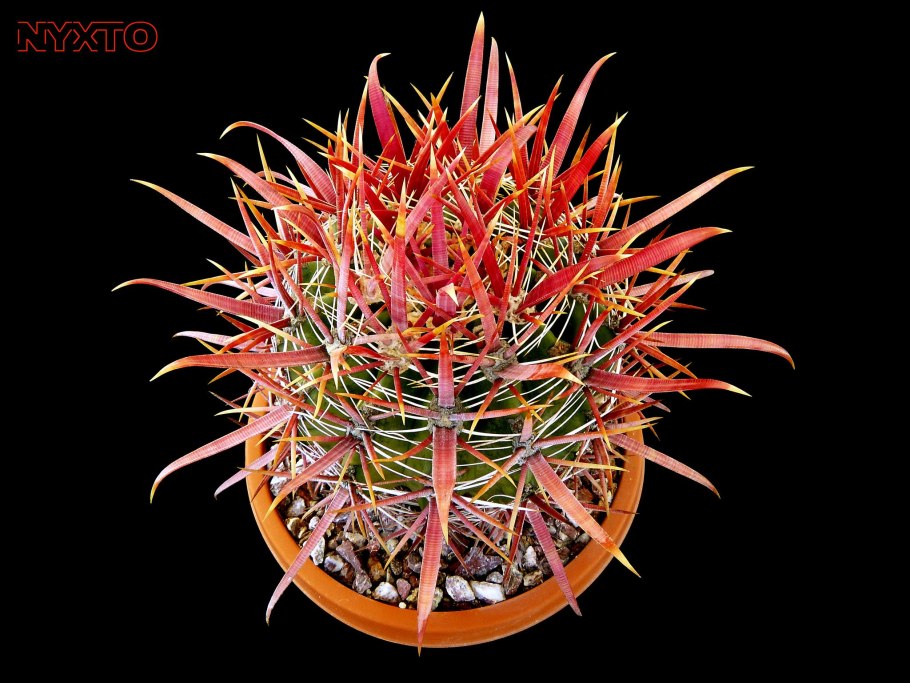 Ferocactus peninsulae