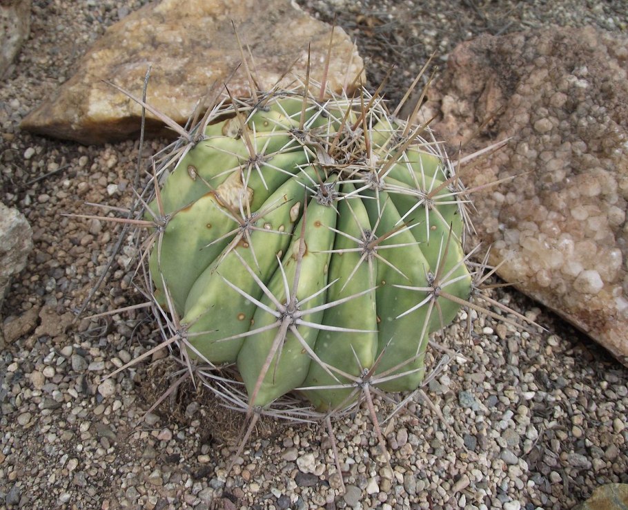 Кактус Ferocactus glaucescens