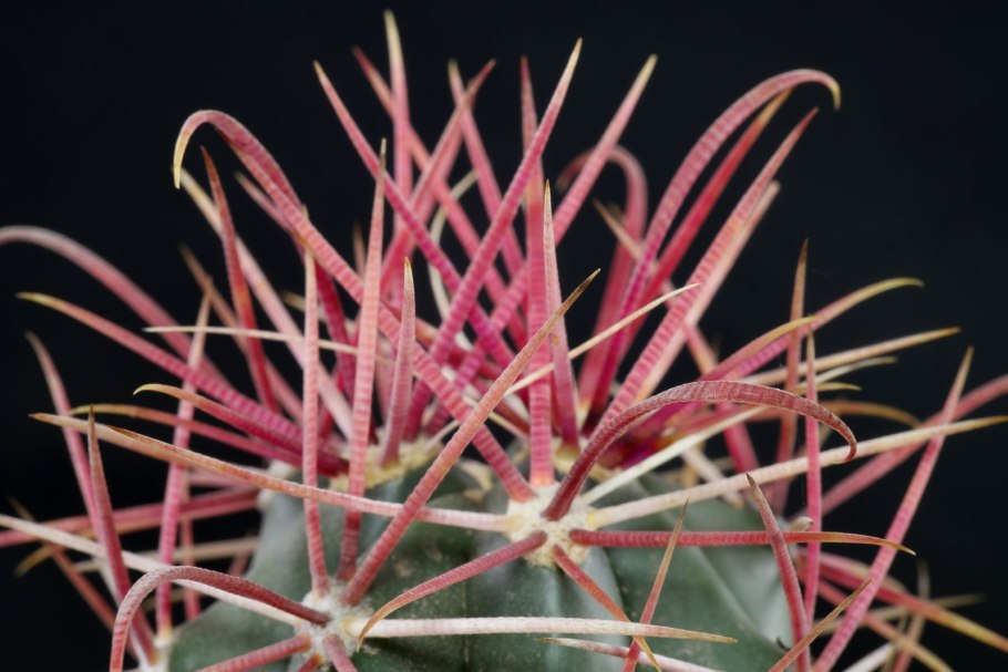 Ферокактус Грацилис Ferocactus gracilis оранжевый