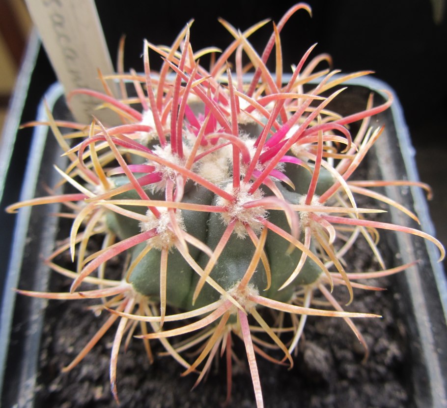 Mammillaria flavovirens
