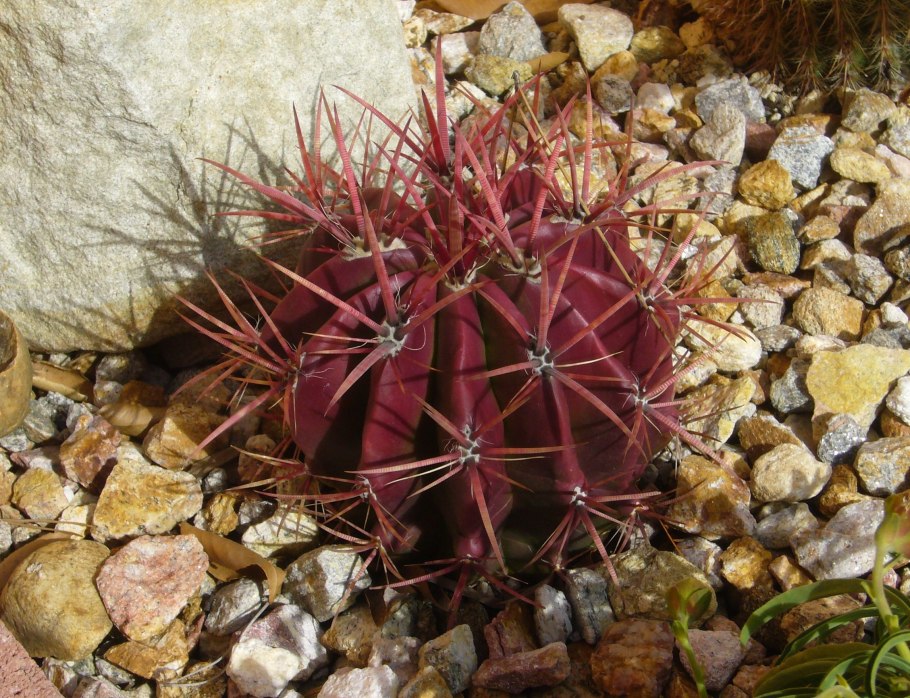 Ferocactus gracilis
