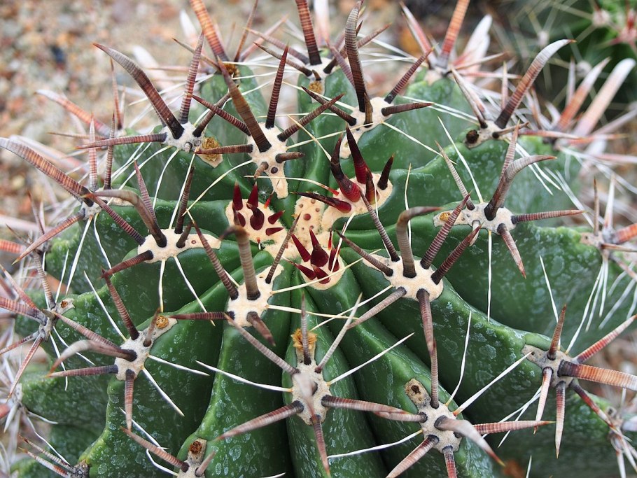 Ferocactus gracilis coloratus
