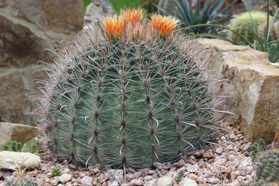 Ферокактус (Ferocactus)