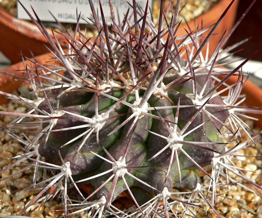 Ferocactus robustus
