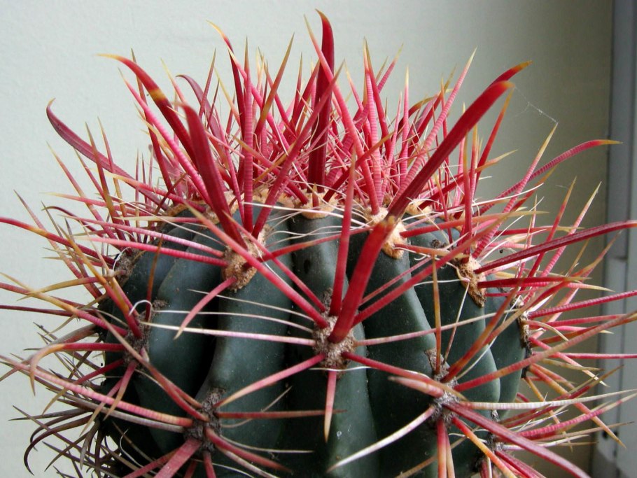 Ferocactus Грацилис