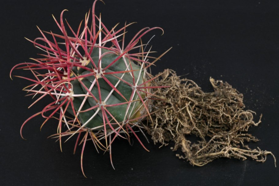 Ферокактус Суккуленты