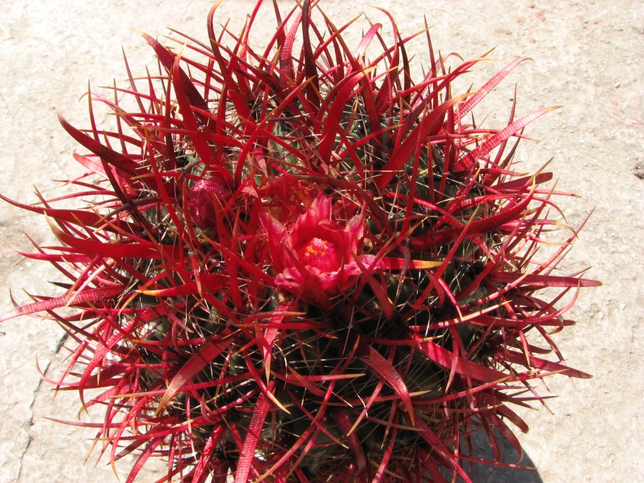 Ферокактус стайнези