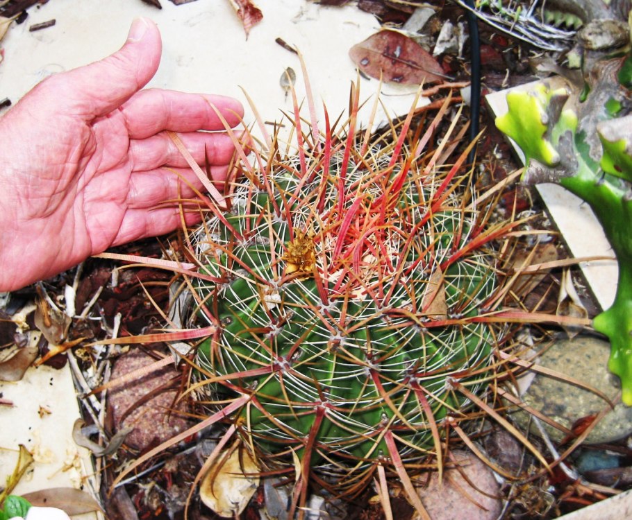 Ферокактус ехидна