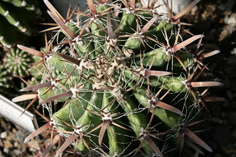 Ferocactus coloratus